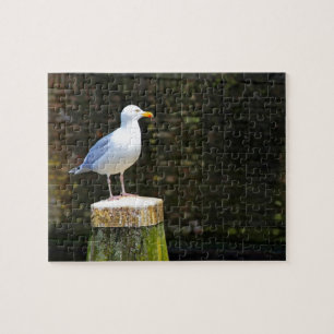 Seagull Puzzle