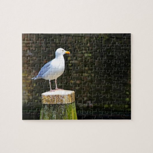 Seagull Puzzle (Horizontal)