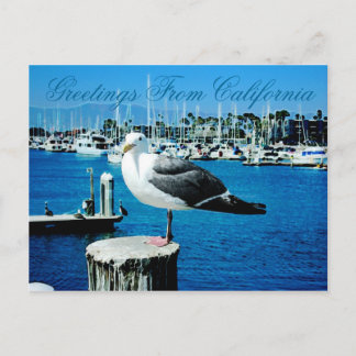 Seagull Shows Postcard aus Kalifornien Postkarte