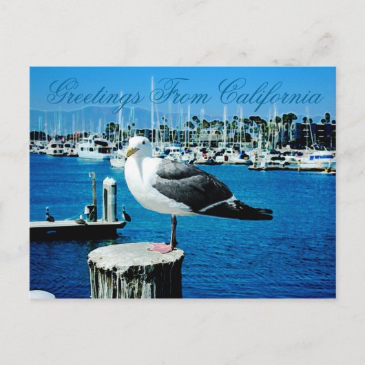 Seagull Shows Postcard aus Kalifornien Postkarte (Vorderseite)