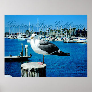 Seagull Shows Poster
