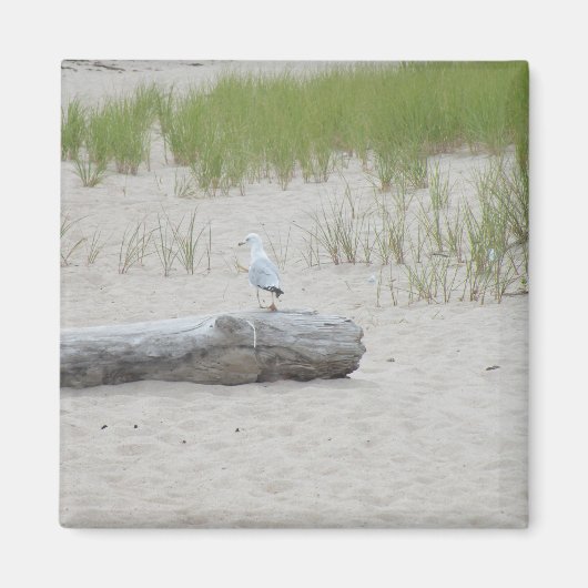 Seagull sitzt auf "Log on Beach Foto Magnet" Magnet (Vorne)