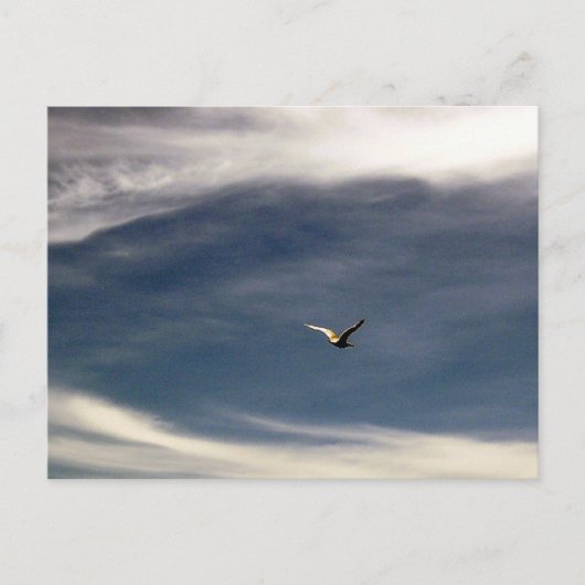 Seagull Sky Postcard Postkarte (Vorderseite)