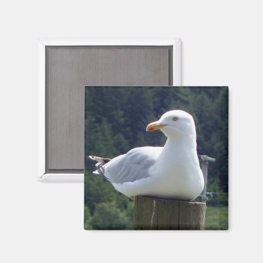 Seagull Square Magnet (Vorderseite/Rückseite)