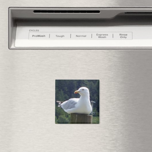 Seagull Square Magnet (In Situ (Geschirrspüler))