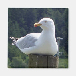 Seagull Square Magnet