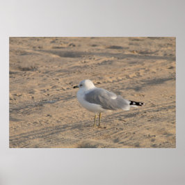 Seagull stehend Solo auf Hampton Beach Poster