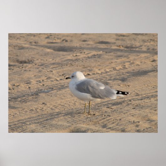 Seagull stehend Solo auf Hampton Beach Poster (Vorne)