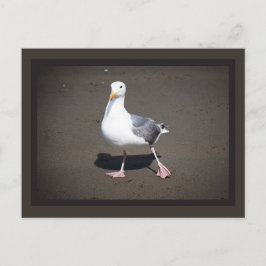 Seagull Strut Postcard Postkarte