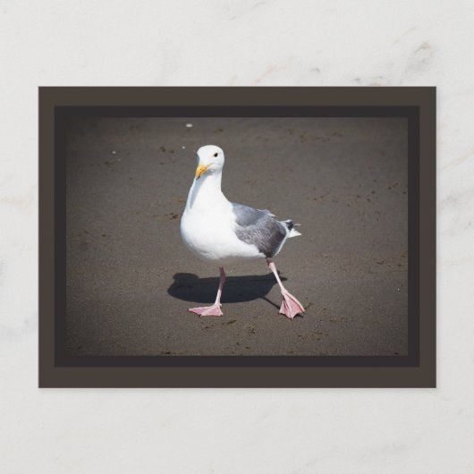 Seagull Strut Postcard Postkarte (Vorderseite)