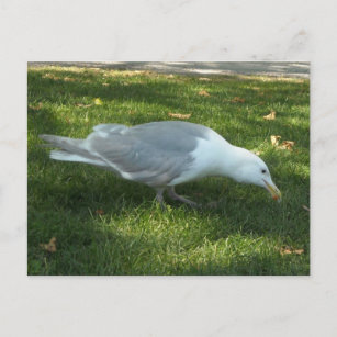 Seagull sucht Nahrung Postkarte