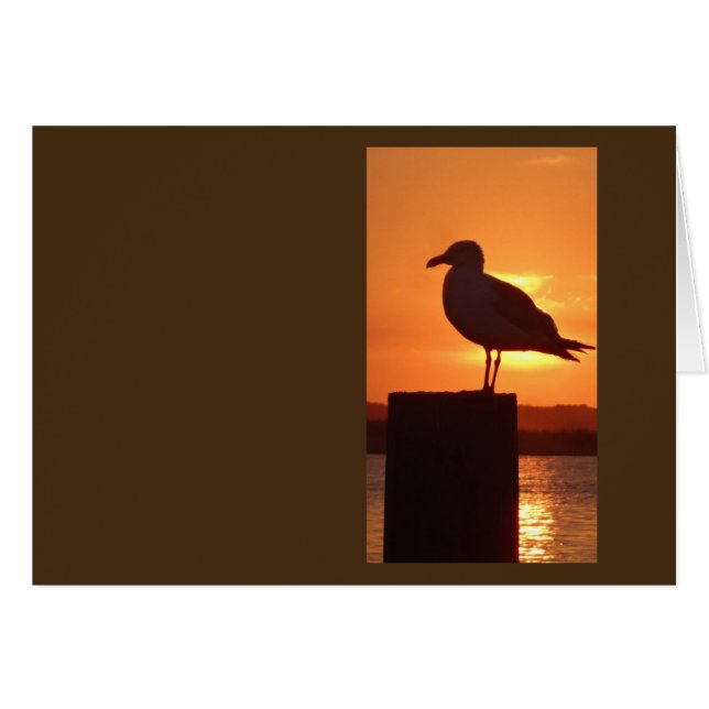 Seagull Sunset (Vorderseite (Horizontal))