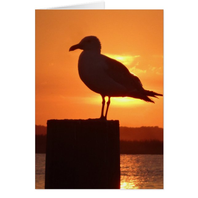 Seagull Sunset (Vorne)