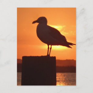 Seagull Sunset Postkarte