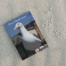 Seagull Surprise Funny Birthday Card