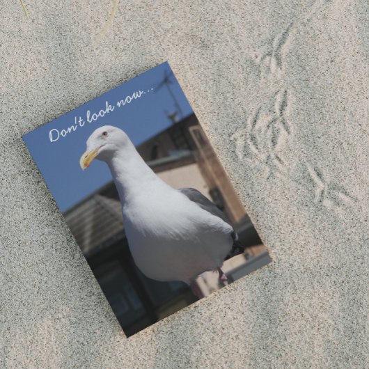 Seagull Surprise Funny Birthday Card Karte