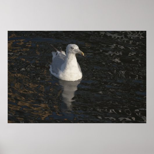 Seagull Swim Fine Art Print Poster (Vorne)