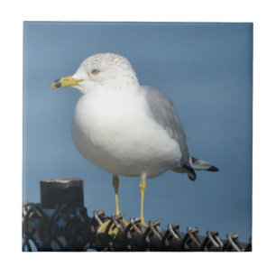 Seagull Tile Fliese