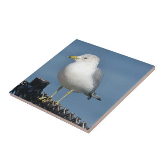 Seagull Tile Fliese (Seite)