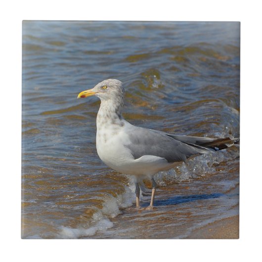 Seagull Tile Fliese (Vorderseite)