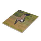 Seagull Tile Fliese (Seite)