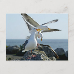 Seagull Trio Postkarte