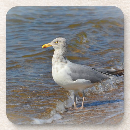 Seagull-Untersetzer Getränkeuntersetzer (Vorderseite)