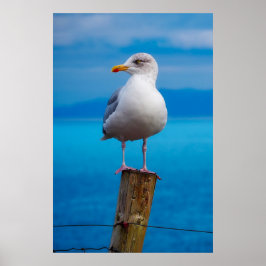 Seagull-Verschluss Poster