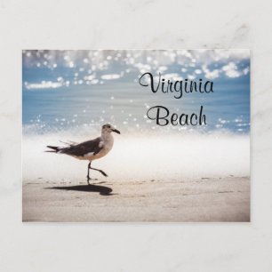 Seagull Walking am Strand von Virginia Postkarte