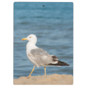 Seagull Walking on the Beach Klemmbrett (Rückseite)