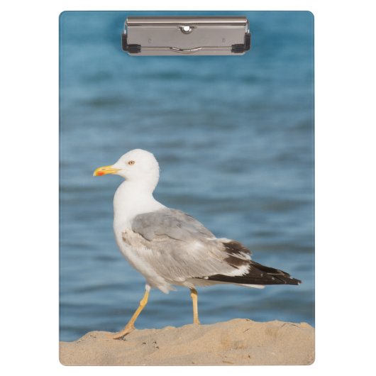 Seagull Walking on the Beach Klemmbrett (Vorderseite)