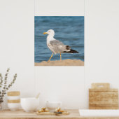 Seagull Walking on the Beach Poster (Küche)