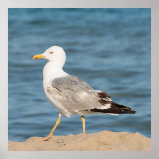 Seagull Walking on the Beach Poster (Vorne)