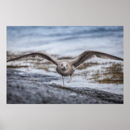 Seagull Wildlife Foto Poster (Vorne)