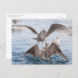 Seagull Wildlife Foto Postkarte