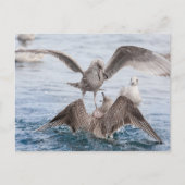 Seagull Wildlife Foto Postkarte (Vorderseite)