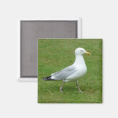 Seagull zu Fuß im Park Magnet (Vorderseite/Rückseite)