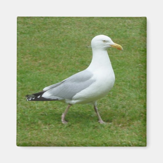 Seagull zu Fuß im Park Magnet (Vorne)