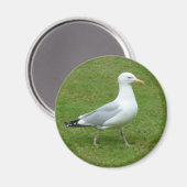 Seagull zu Fuß im Park Magnet (Vorderseite/Rückseite)