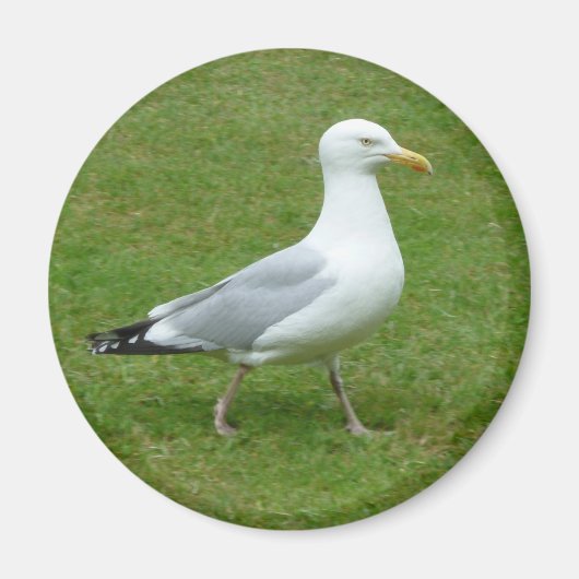 Seagull zu Fuß im Park Magnet (Vorne)