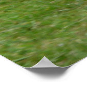 Seagull zu Fuß im Park Poster (Ecke)