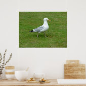 Seagull zu Fuß im Park Poster (Küche)