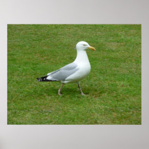 Seagull zu Fuß im Park Poster