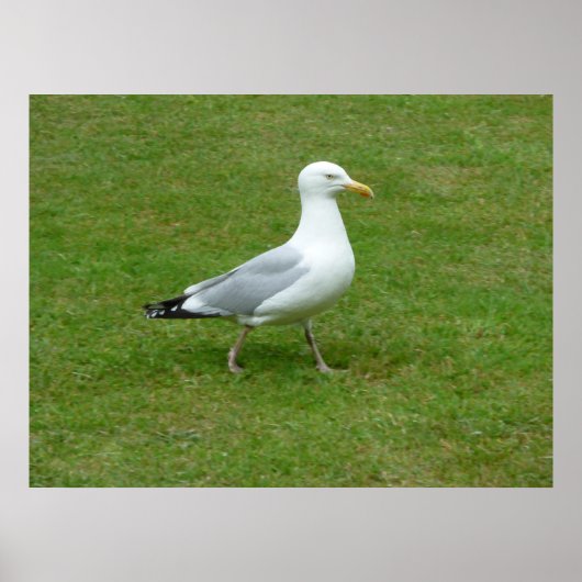 Seagull zu Fuß im Park Poster (Vorne)