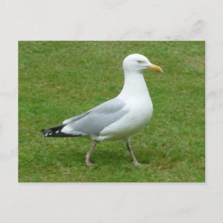 Seagull zu Fuß im Park Postkarte