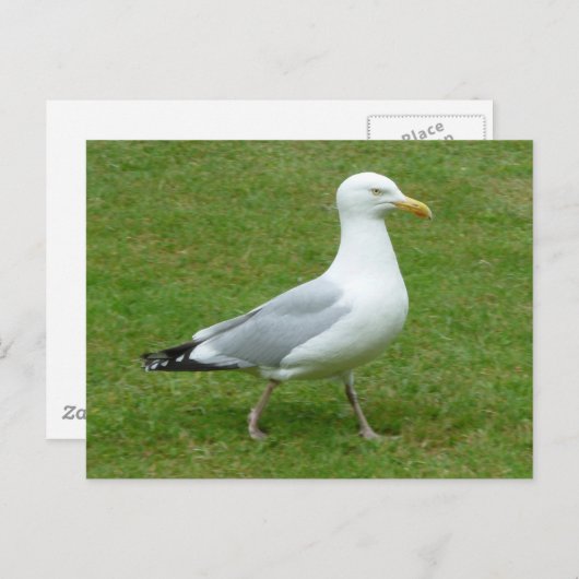 Seagull zu Fuß im Park Postkarte (Vorne/Hinten)