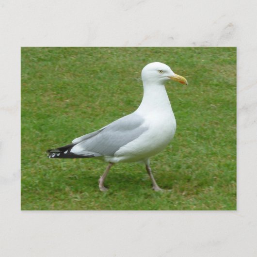 Seagull zu Fuß im Park Postkarte (Vorderseite)