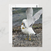 Seagullen bekämpfen postkarte (Vorne/Hinten)