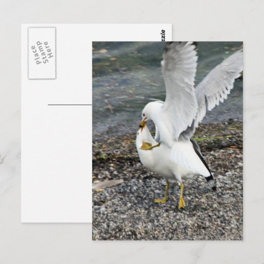 Seagullen bekämpfen postkarte (Vorne/Hinten)