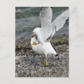 Seagullen bekämpfen postkarte (Vorderseite)